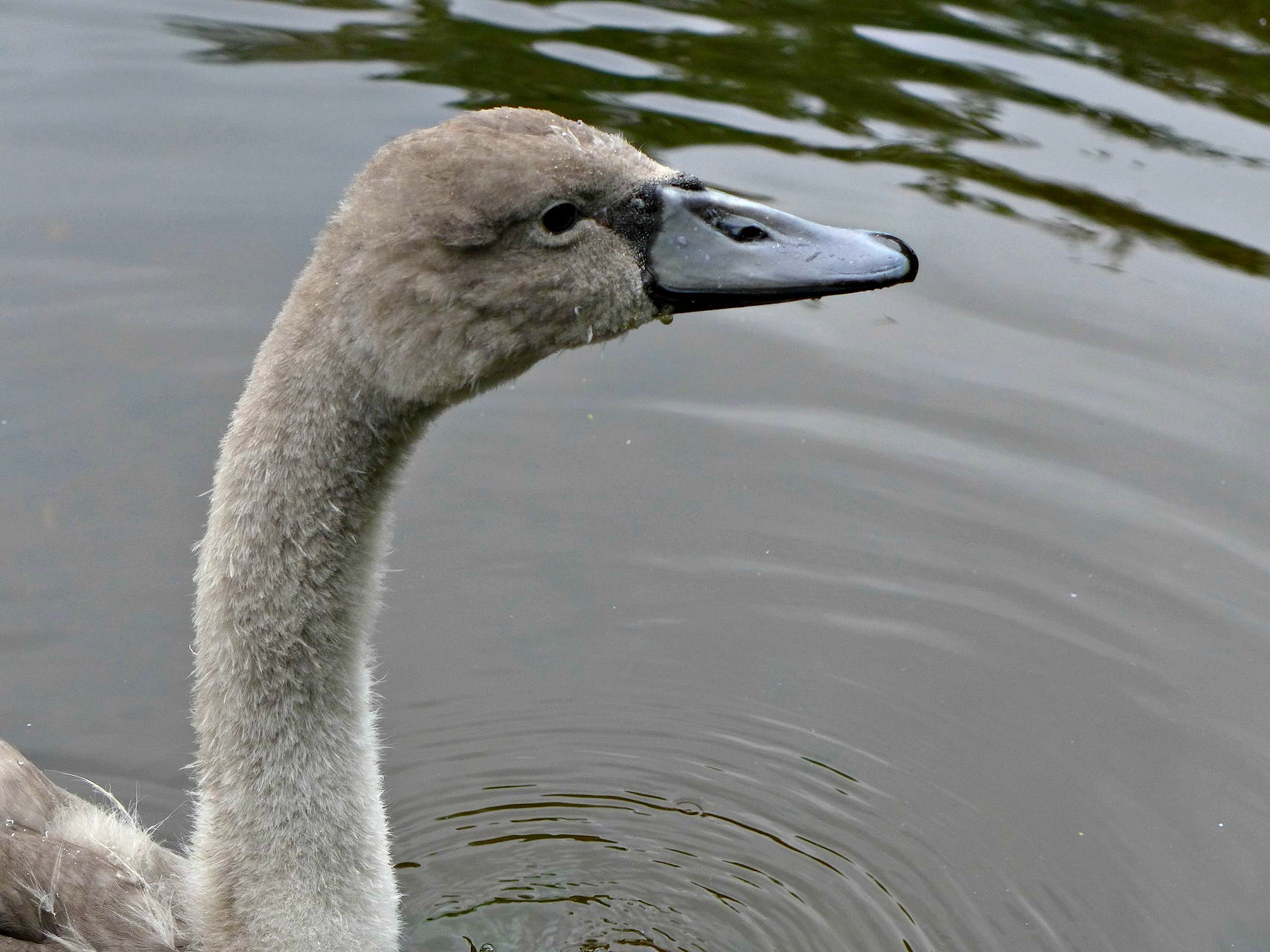 reddish vale mute swan cygnet