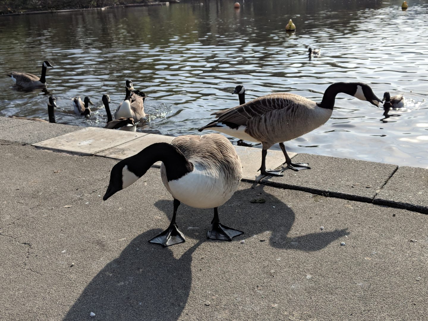 Etherow Park Canada Geese