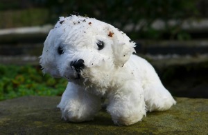 Lost white dog toy