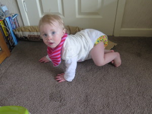 cornish daisy dribble bibs