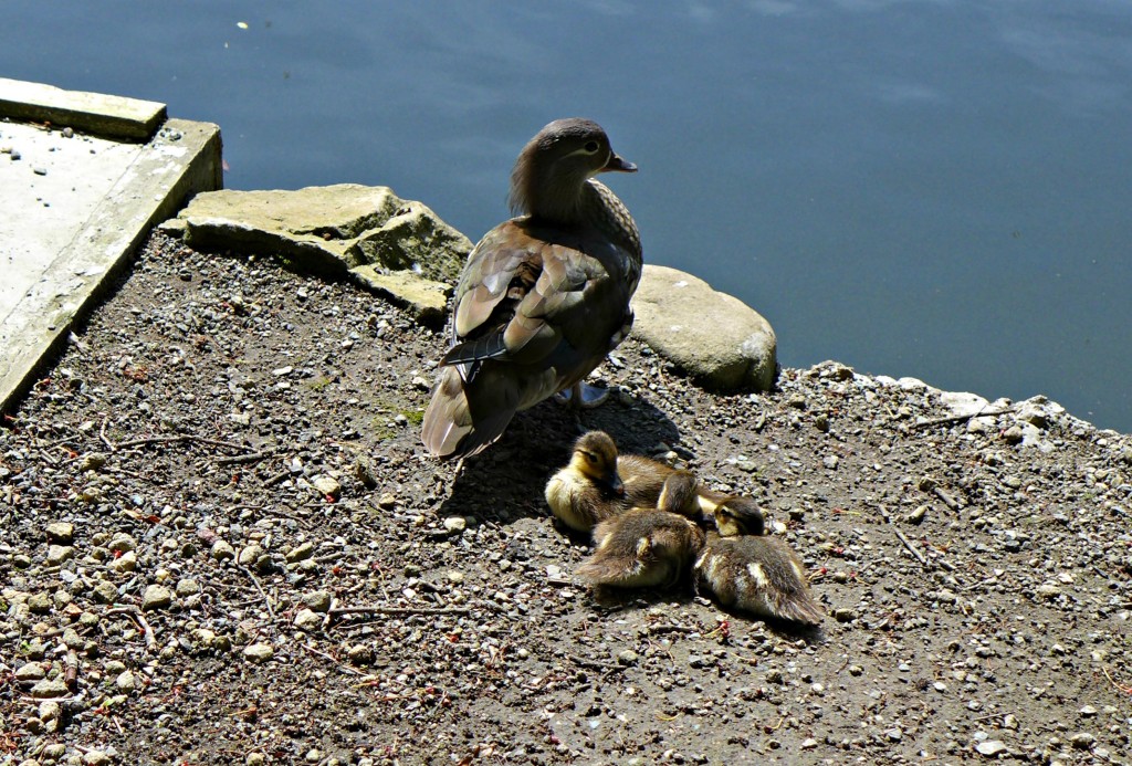 Etherow Country Park 1