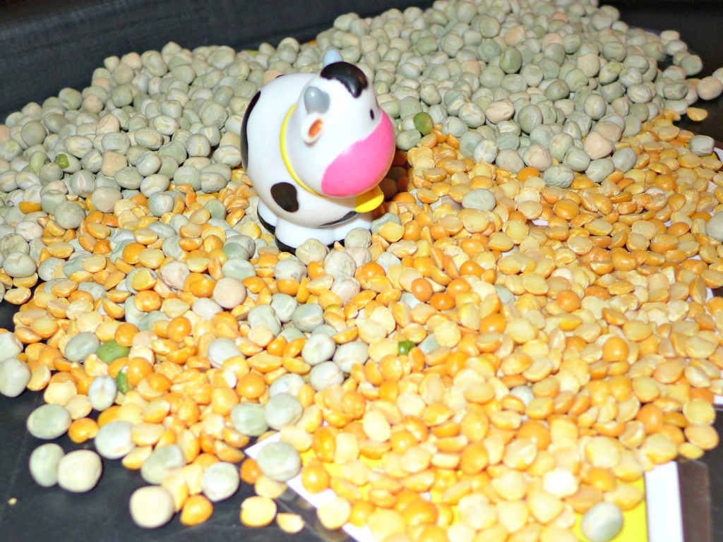 farm and food tuff spot activity