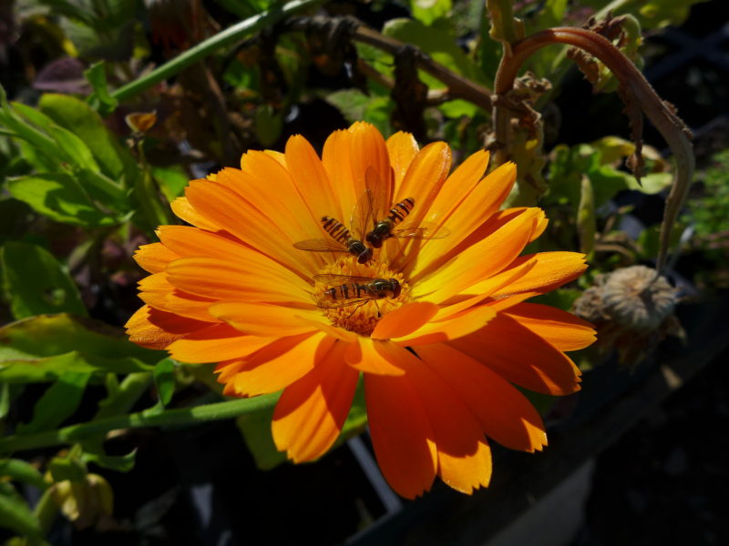 Encouraging children to love bees