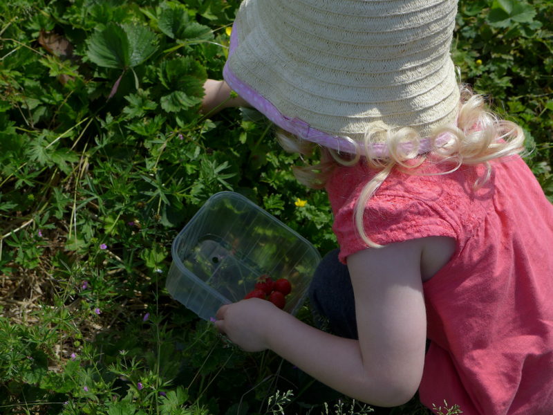 Kenyon Hall Farm Home Educators Day