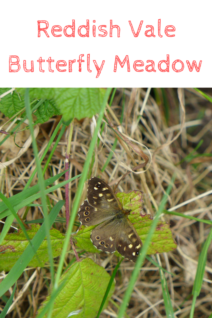 buttefly meadow at Reddish Vale