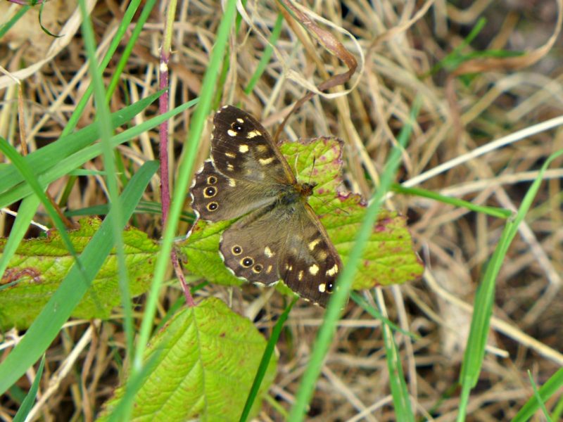 nature study reddish vale