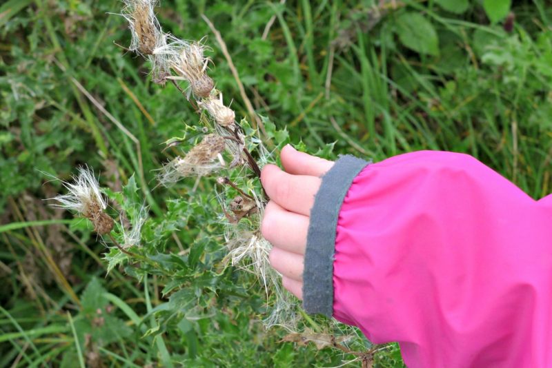Eploring Nature with children seed dispersal