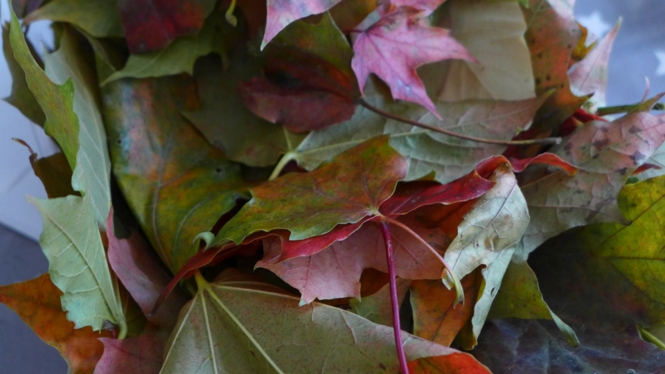 Autumn leaf hedgehog craft
