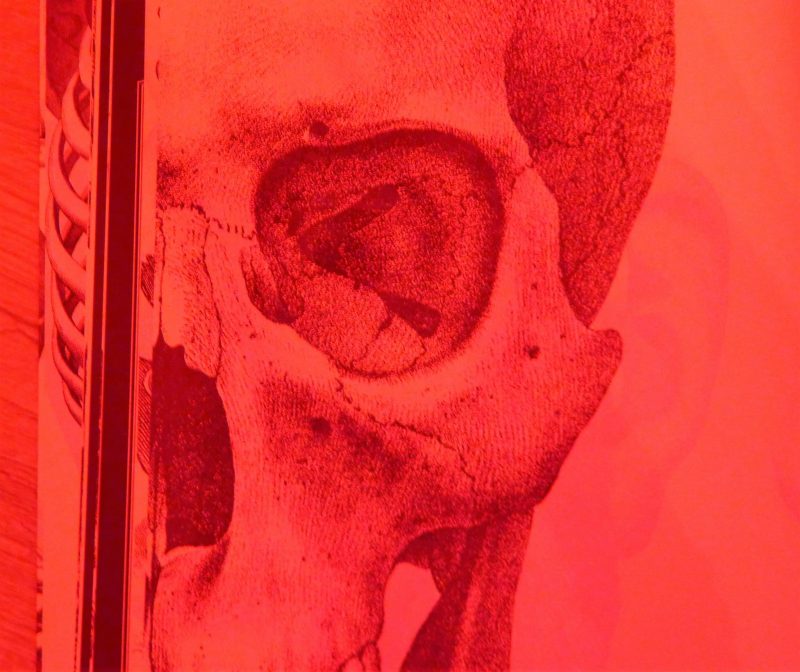 illumanatomy review
