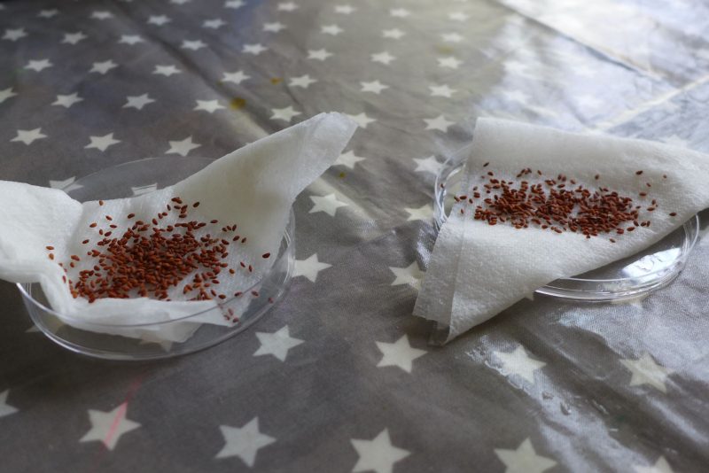 letterbox lab cress seeds