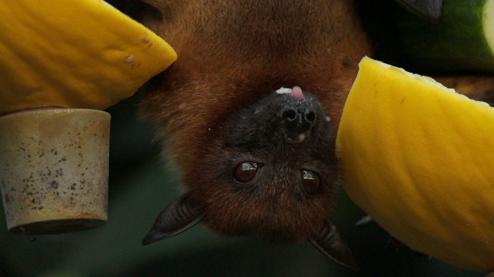 bat